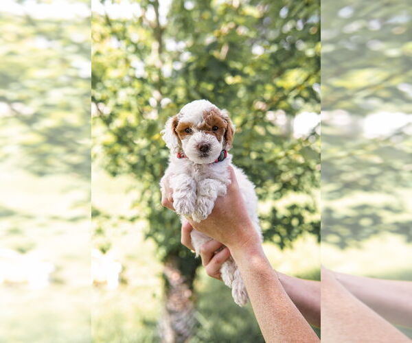 Medium Photo #6 Goldendoodle (Miniature) Puppy For Sale in FREDERICA, DE, USA