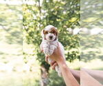 Small #5 Goldendoodle (Miniature)