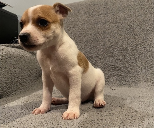Medium Photo #1 Jack Russell Terrier Puppy For Sale in RICHMOND, MI, USA