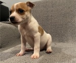 Small Jack Russell Terrier