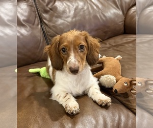 Mother of the Dachshund puppies born on 05/16/2026