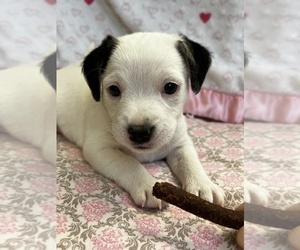 Parson Russell Terrier Puppy for sale in TEMECULA, CA, USA