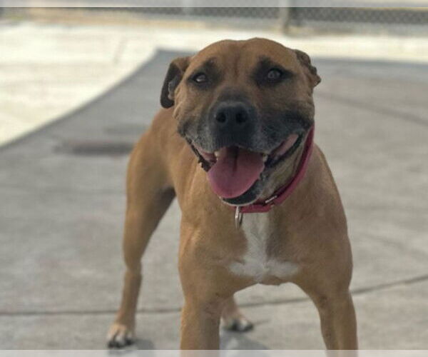 Medium Photo #2 American Pit Bull Terrier Puppy For Sale in Martinez, CA, USA