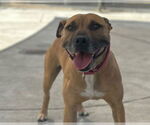 Small #1 American Pit Bull Terrier