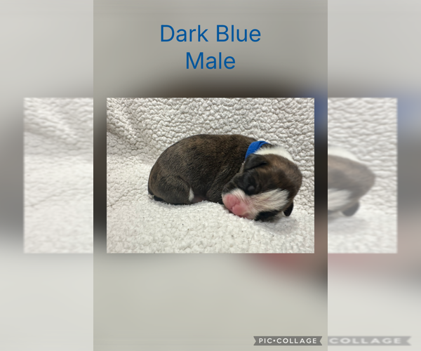 Medium Photo #1 Boxer Puppy For Sale in RALEIGH, NC, USA