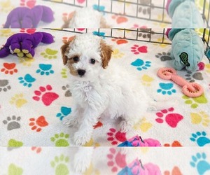 Cavapoo (Miniature)-Poodle (Toy) Mix Puppy for sale in ORO VALLEY, AZ, USA