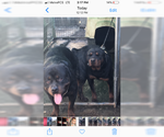 Small Photo #5 Rottweiler Puppy For Sale in ANTIOCH, CA, USA