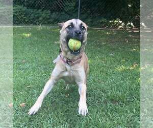 Magpie - Female Black Mouth Cur-Unknown Mix Dog for Adoption - Photo #6