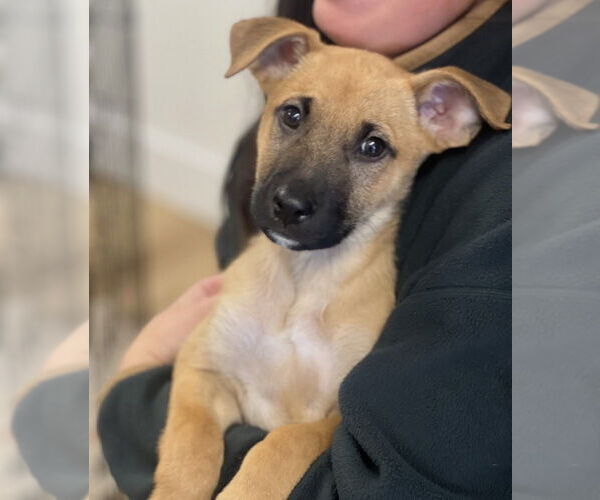 Medium Photo #6 Mutt Puppy For Sale in Dana Point, CA, USA