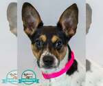 Darla - Male Jack-Rat Terrier Dog for Adoption - Small photo