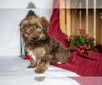 Puppy Ivy Havanese