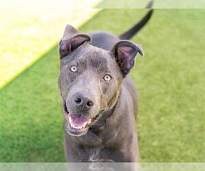 OLIVER - Male Labmaraner Dog for Adoption - Photo #3