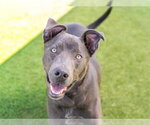 Small Photo #3 Labmaraner Puppy For Sale in Martinez, CA, USA