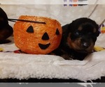 Small Photo #4 Rottweiler Puppy For Sale in VANCOUVER, WA, USA