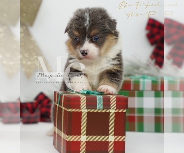 Medium Photo #17 Pembroke Welsh Corgi Puppy For Sale in FLORALA, AL, USA