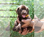 Small #3 Labrador Retriever