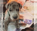 Small Photo #10 Great Dane Puppy For Sale in BOW, NH, USA