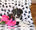 Small Photo #1 Border Collie-Unknown Mix Puppy For Sale in SHILOH, OH, USA