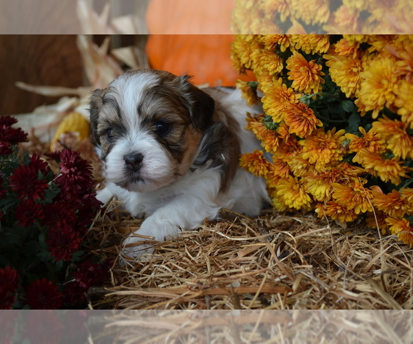 Medium Photo #22 Mal-Shi Puppy For Sale in GREENWOOD, WI, USA