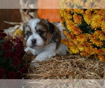 Puppy 6 Mal-Shi