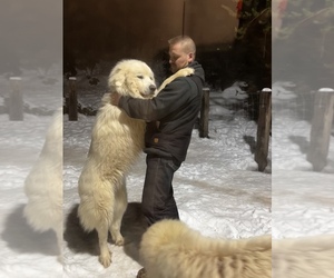 Father of the Great Pyrenees puppies born on 02/25/2023