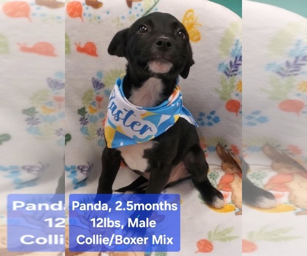 Medium Photo #7 Boxer-Collie Mix Puppy For Sale in Tampa, FL, USA