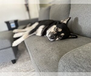 Australian Shepherd-Huskies  Mix Dogs for adoption in COLUMBIA, MD, USA