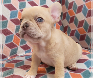 French Bulldog Puppy for sale in AMARILLO, TX, USA