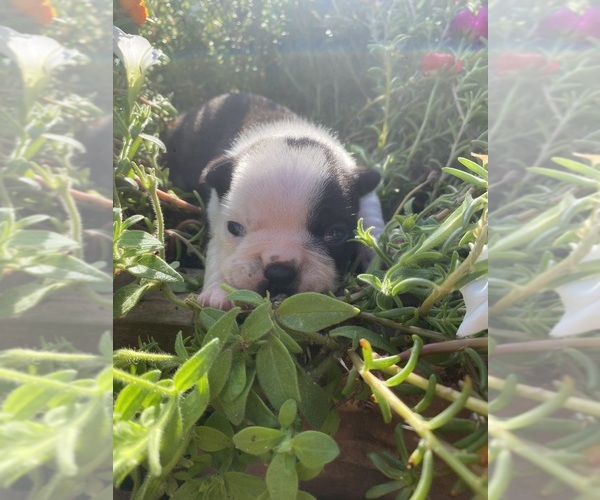 Medium Photo #7 Boston Terrier Puppy For Sale in FREDONIA, KS, USA