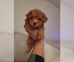 Poodle (Toy) Puppy for sale in LANSDALE, PA, USA