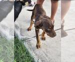 Small American Staffordshire Terrier Mix