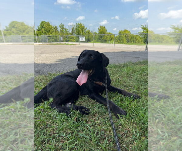 Medium Photo #1 Labrador Retriever Puppy For Sale in Cromwell, KY, USA