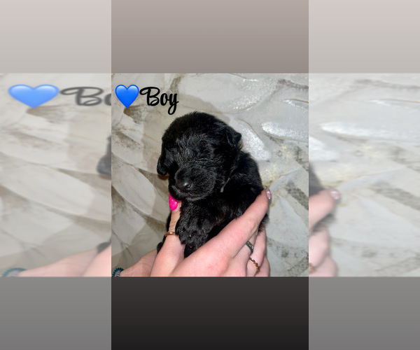 Medium Photo #5 Native American Indian Dog-Schnauzer (Giant) Mix Puppy For Sale in AMARILLO, TX, USA