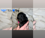 Small #4 Native American Indian Dog-Schnauzer (Giant) Mix