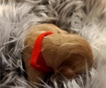 Small Photo #2 Golden Retriever Puppy For Sale in AUSTIN, TX, USA