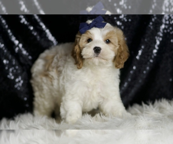 Medium Photo #37 Cavapoo Puppy For Sale in WARSAW, IN, USA