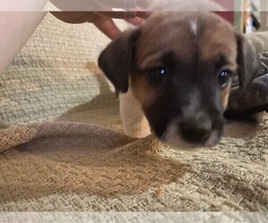 Russell Terrier Puppy for sale in OCALA, FL, USA