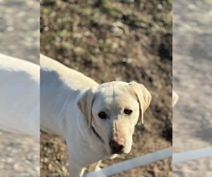 Mother of the Labrador Retriever puppies born on 04/12/2025