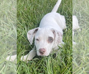 Labrador Retriever-Unknown Mix Dogs for adoption in The Woodlands, TX, USA