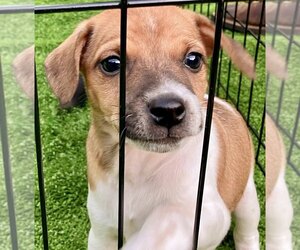 Rat Terrier Puppy for Sale in YELLVILLE, Arkansas USA