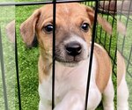 Small Photo #1 Rat Terrier Puppy For Sale in YELLVILLE, AR, USA