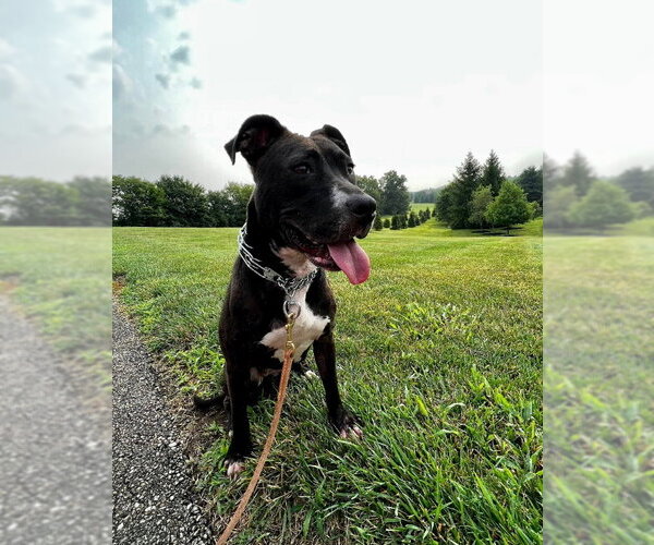 Medium Photo #69 American Pit Bull Terrier-Unknown Mix Puppy For Sale in Germantown, OH, USA