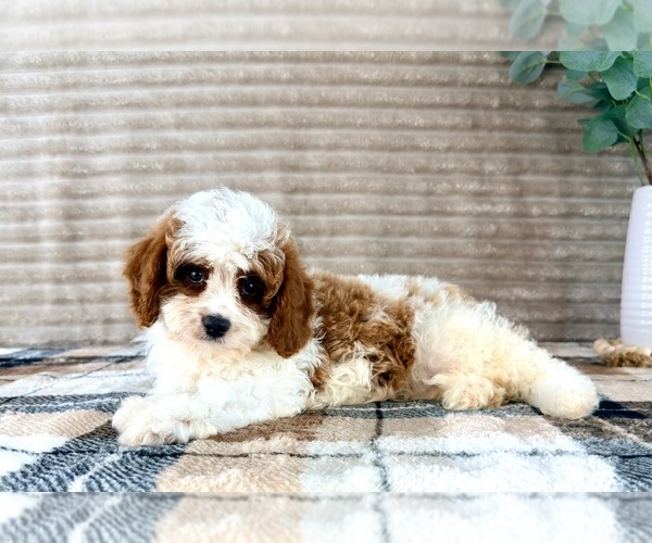 Medium Photo #3 Cavapoo (Miniature) Puppy For Sale in GREENFIELD, IN, USA