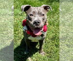 Small #4 American Pit Bull Terrier-American Staffordshire Terrier Mix