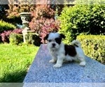 Small #26 Shih Tzu