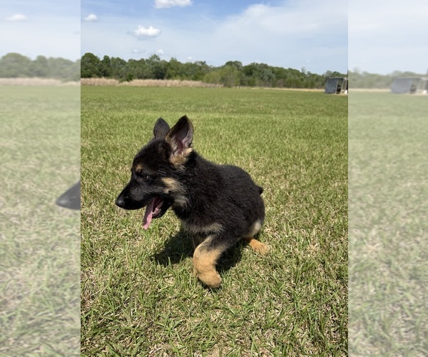 Medium Photo #3 German Shepherd Dog Puppy For Sale in GREENVILLE, NC, USA