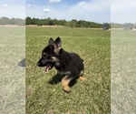 Small #2 German Shepherd Dog