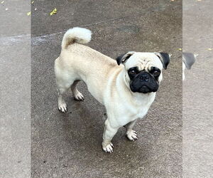 Malloy - Male Pug Dog for Adoption - Photo #4