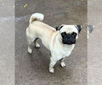 Small #3 Pug
