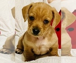 Small Photo #2 Chiweenie Puppy For Sale in SPARKS, NV, USA